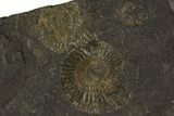 Dactylioceras Ammonite Cluster - Posidonia Shale, Germany #100253-1